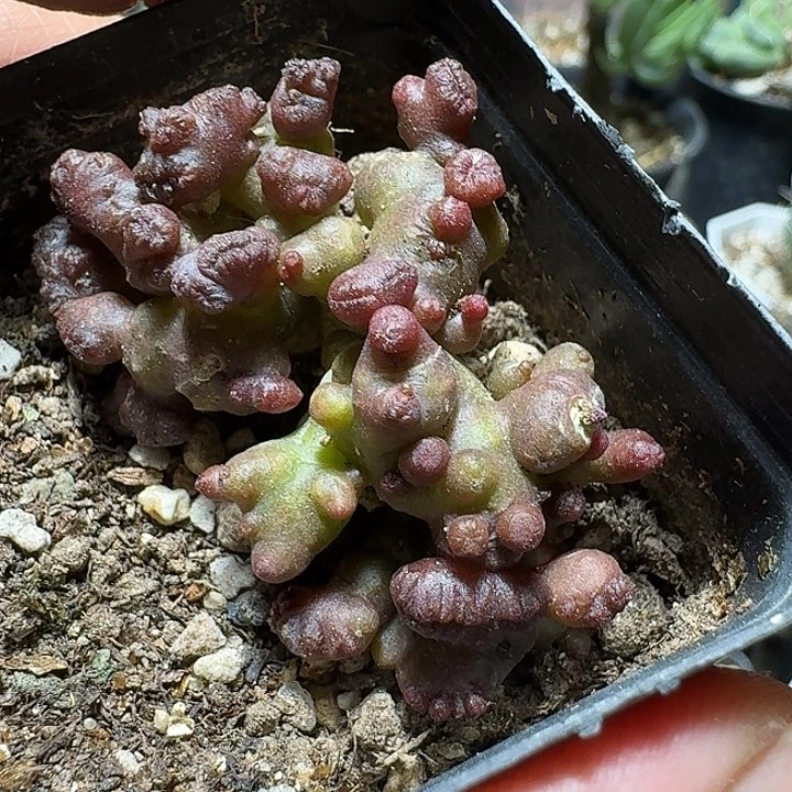 947程程柱石化缀化带盆发货