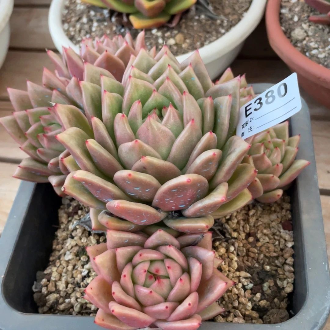 无花朵若如东云单拍E380