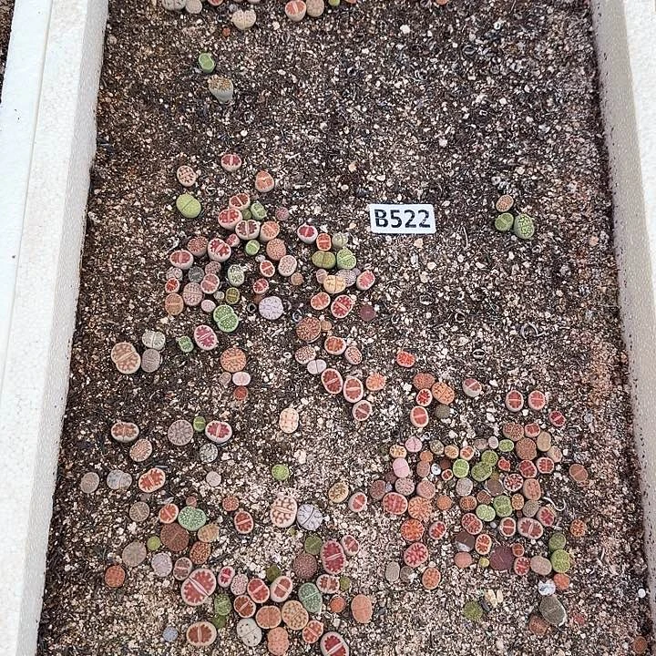 522生石花整筐脱土发货