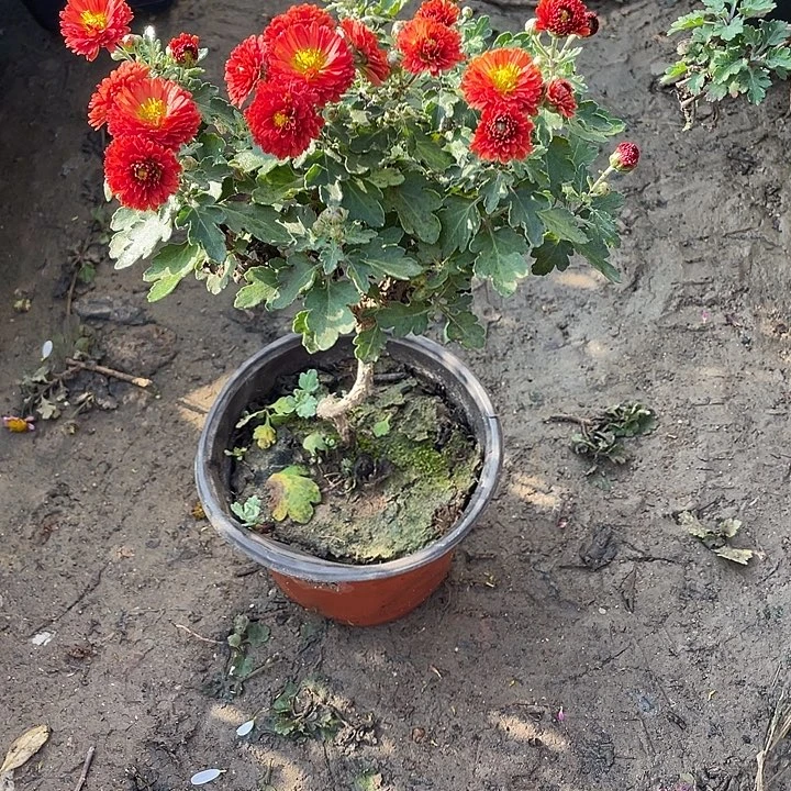 静***心完全开放25菊花菊花菊花