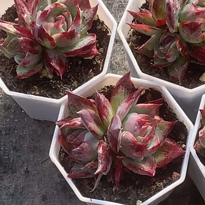 惊鸿双头 宽。2颗。 包邮