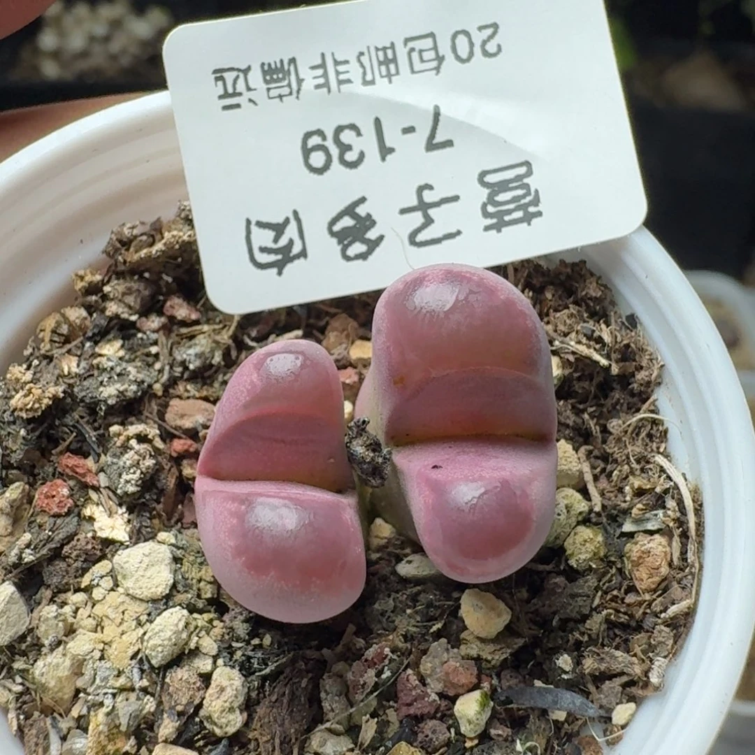 红大内带盆土。