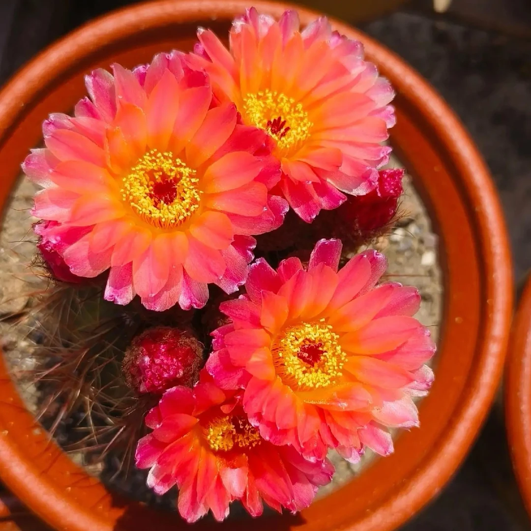 红花青王丸仙人球