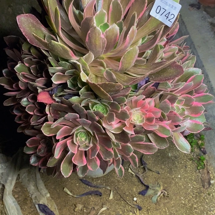 幻沙多肉断头不包0742