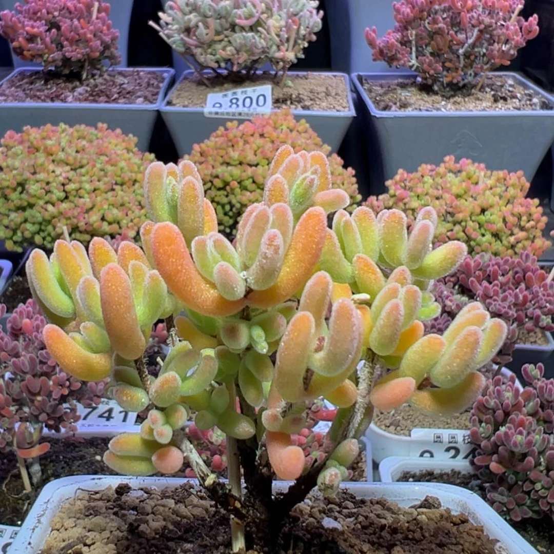 【闪购商品】亭**河e856荔枝糯米糍枝干番杏