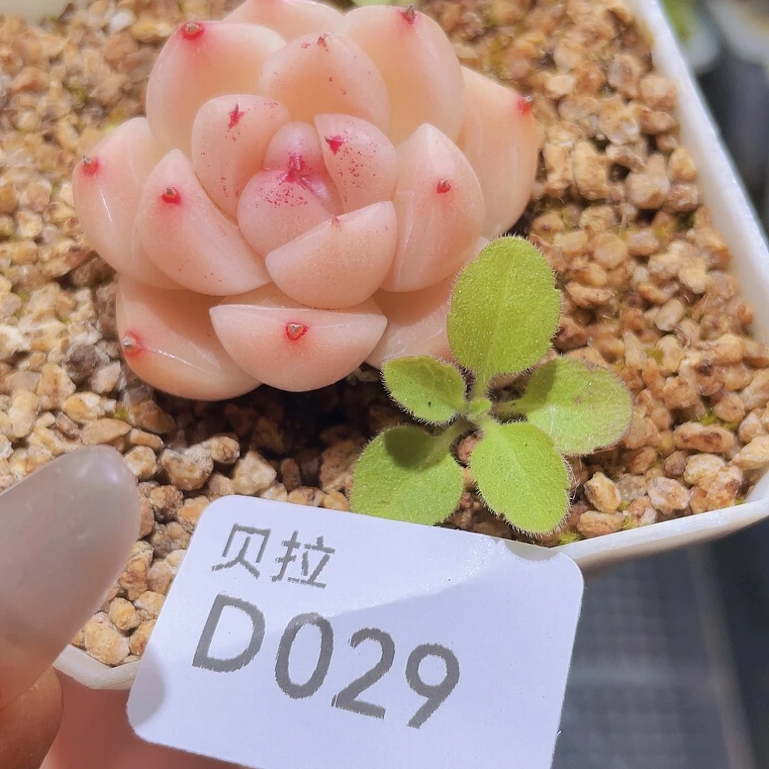d29 精品多肉一物一拍