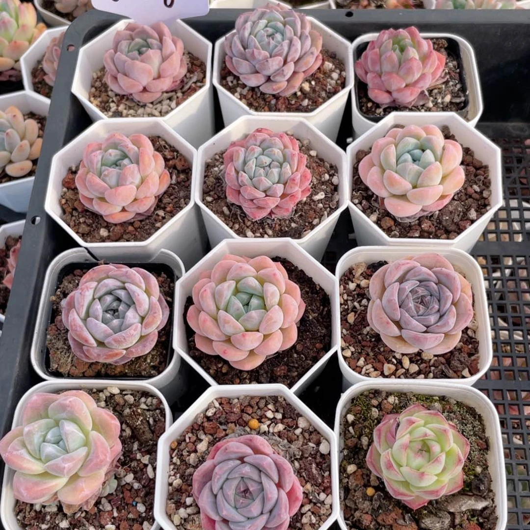 薇薇安园艺多肉0238