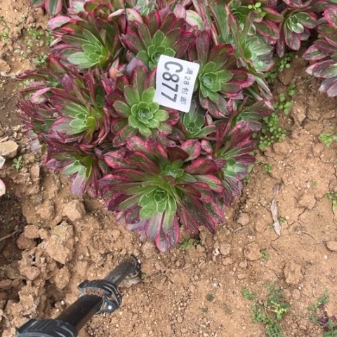 877安娜不包断枝