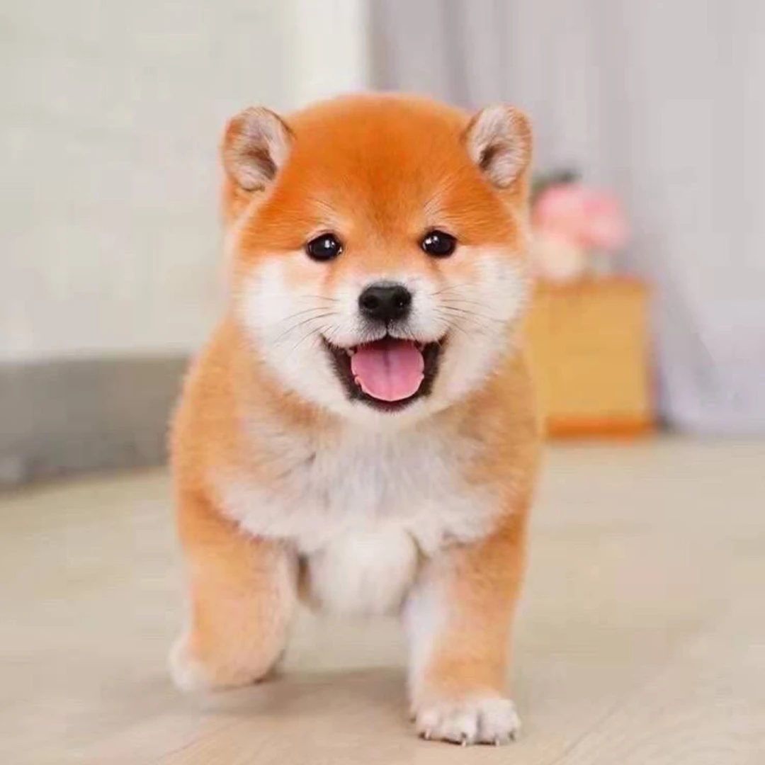 直播间挑选下单狗狗链接