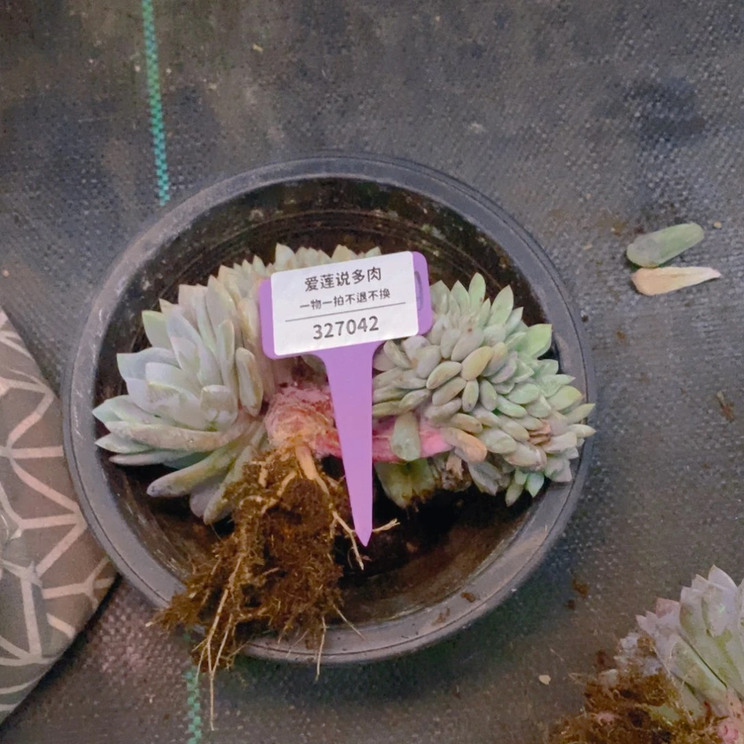 包***肉327042叶插星影