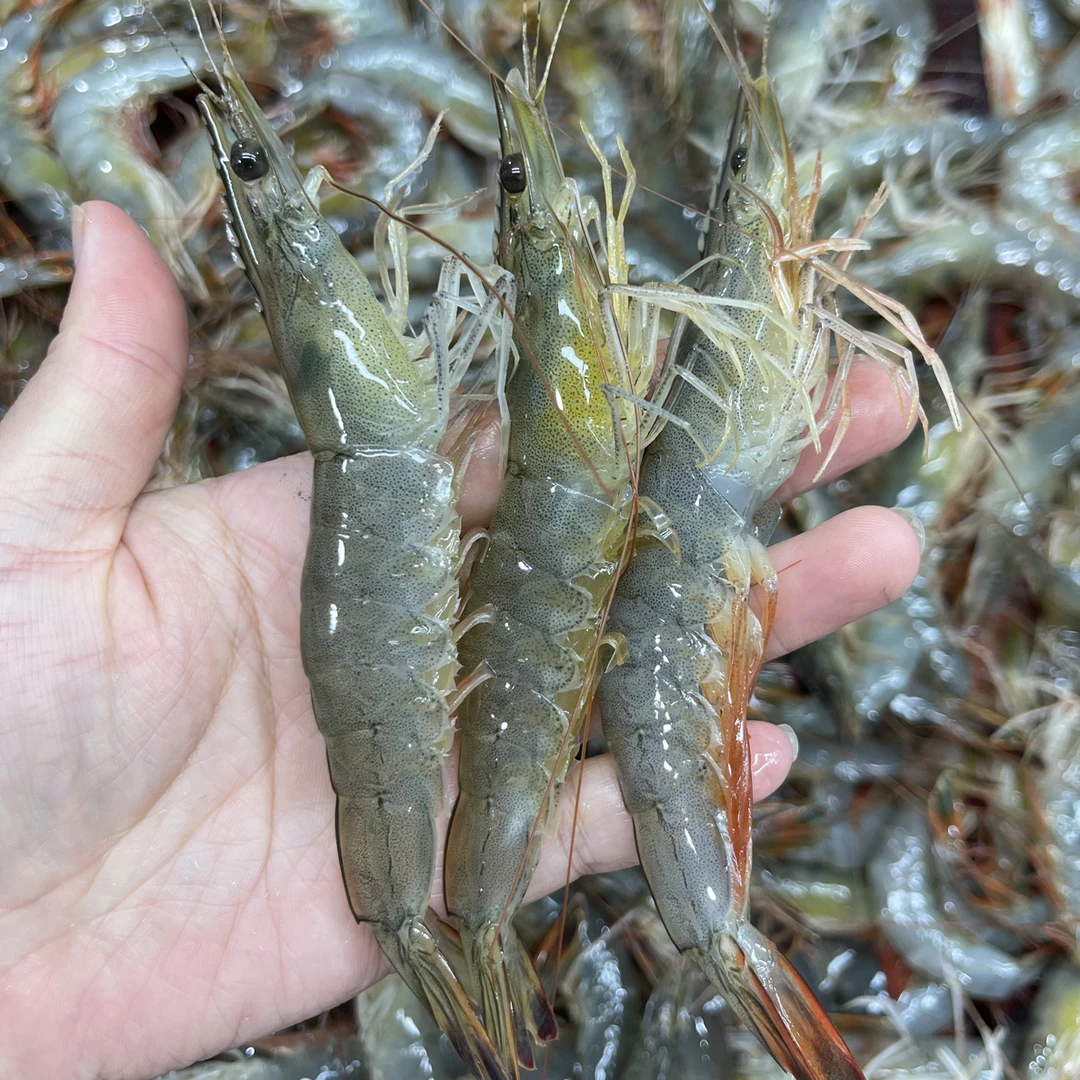 海水东方虾对虾3斤，容易掉头干冰速冻发货