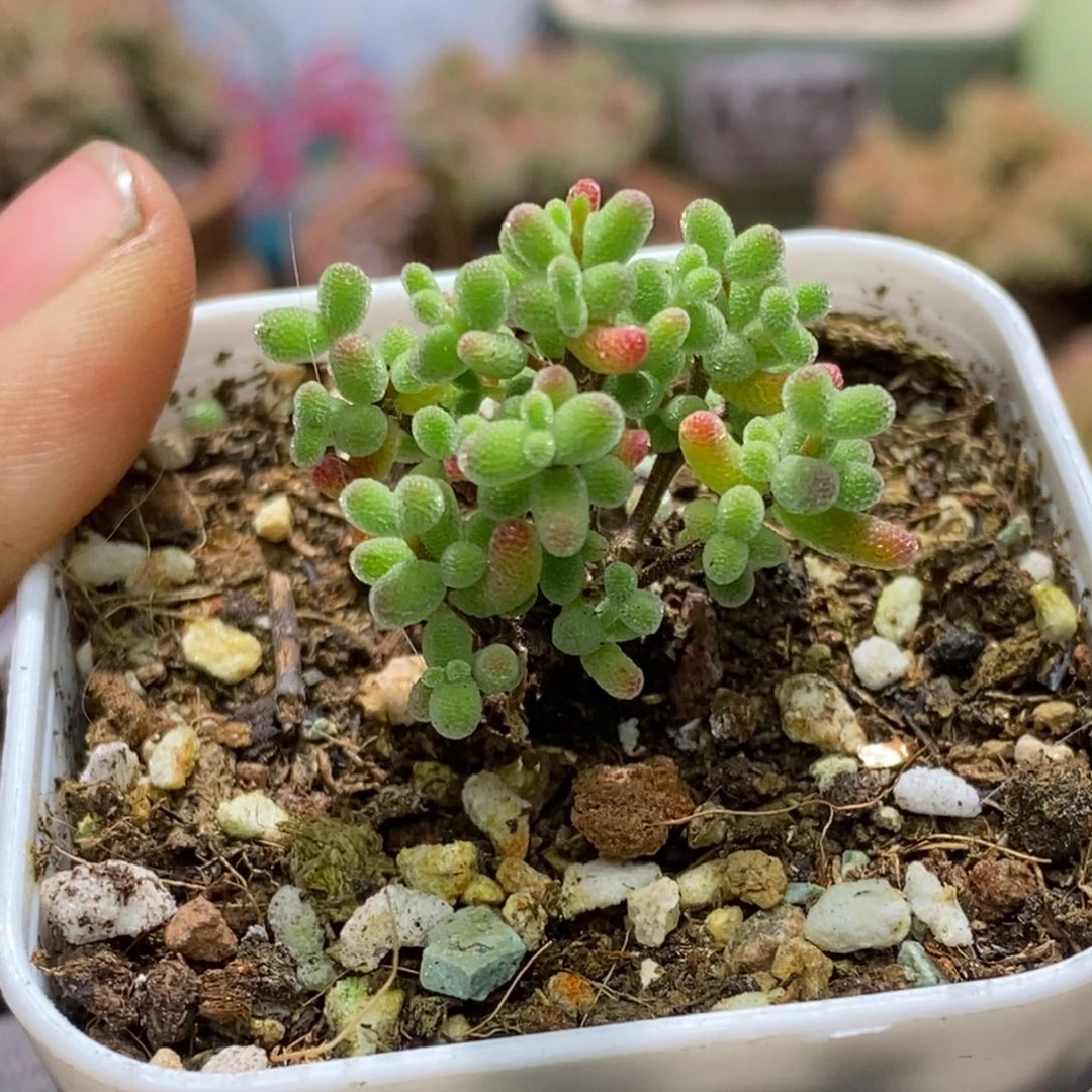 ?****实生糖球A429福利