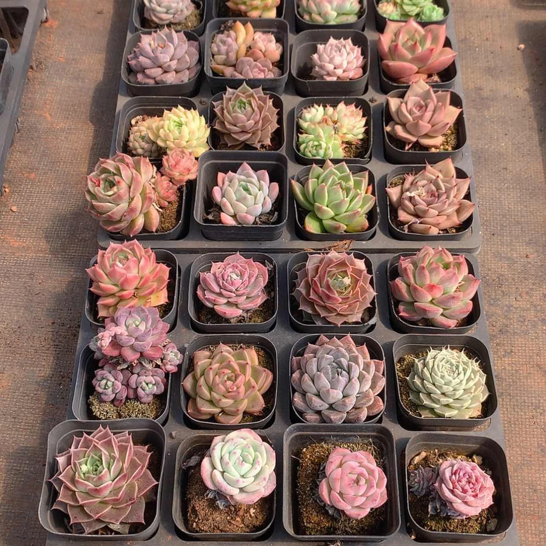 【闪购商品】说****）云晚安