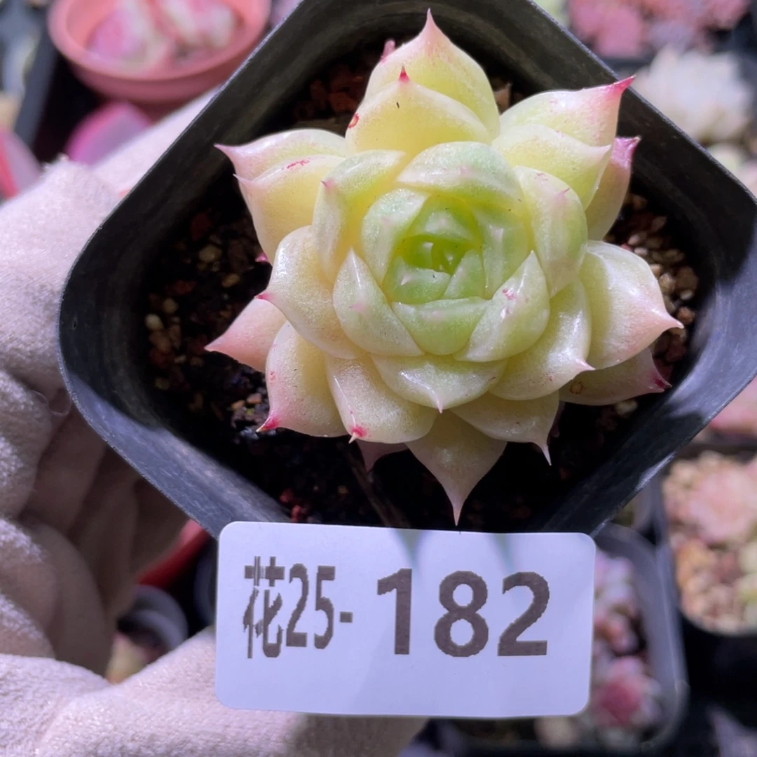 花利美25-182麦秆