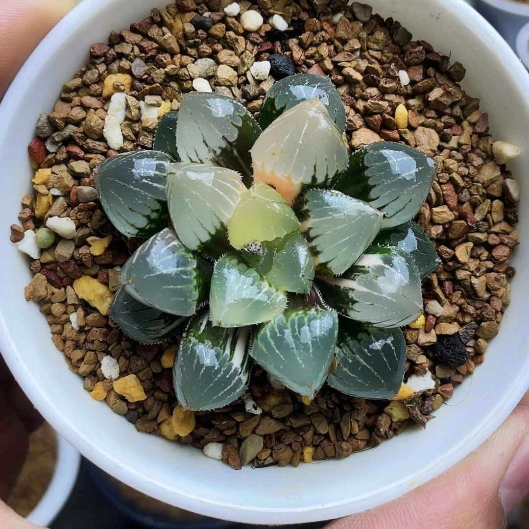 糯玉露锦十二卷多肉