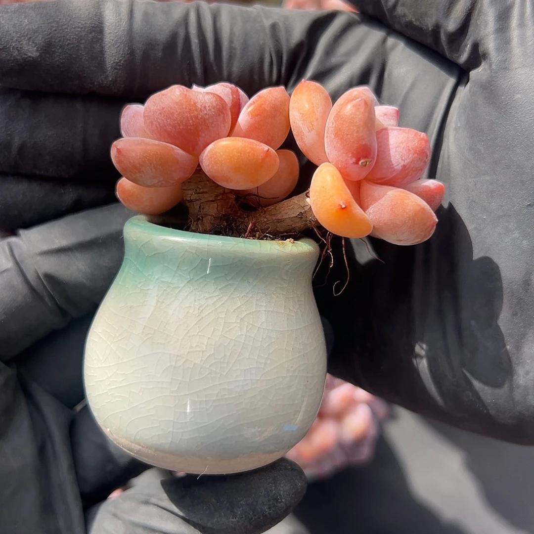 双头飘枝紫梦露带盆