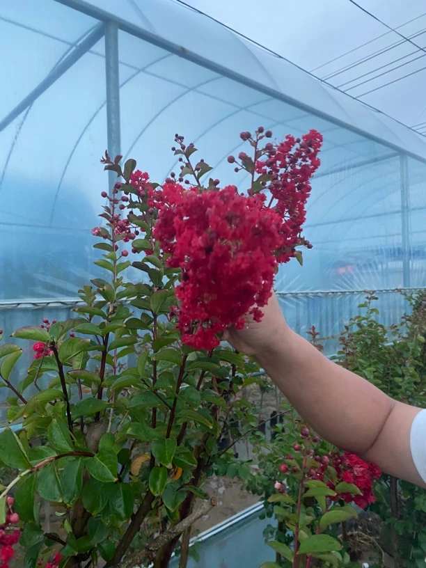 紫微花苗盆栽花卉南北方可种植