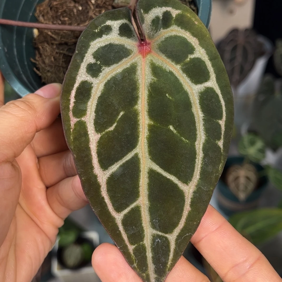 无花朵014 红肚脐红水晶