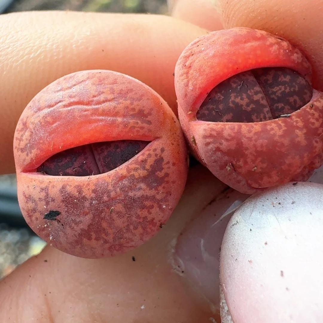 468两颗000000000000