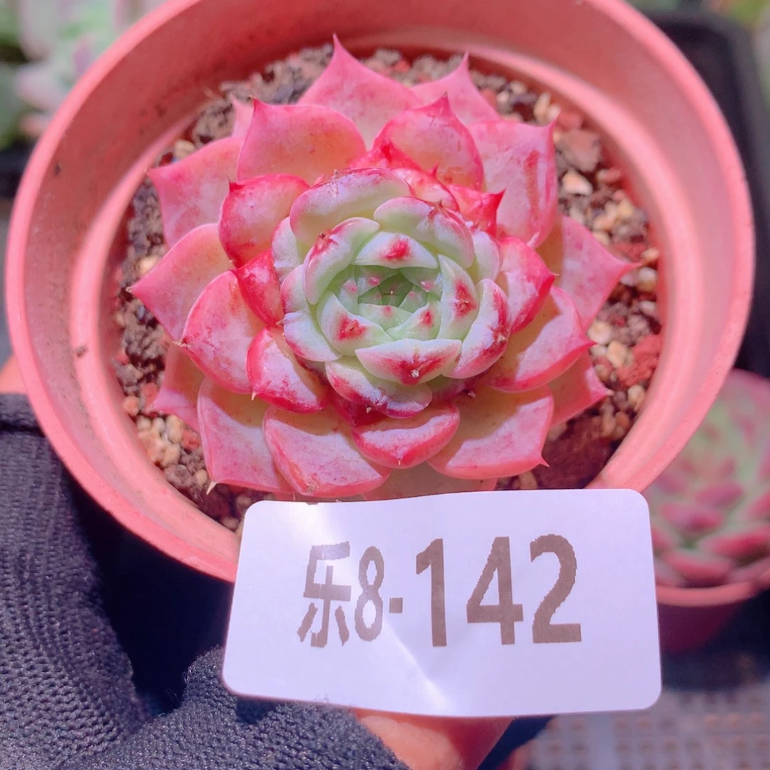 乐然8-142 天鹅绒