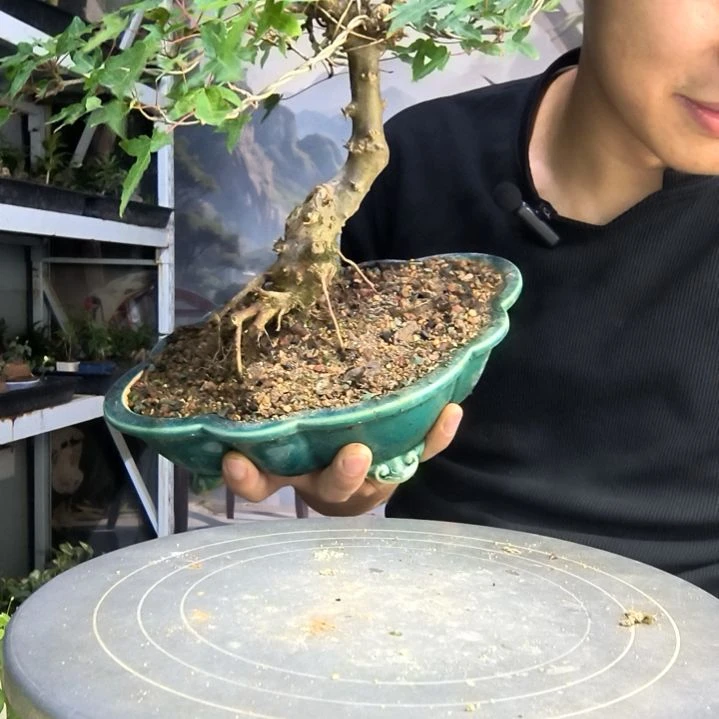 媛*中青园艺一物一拍13