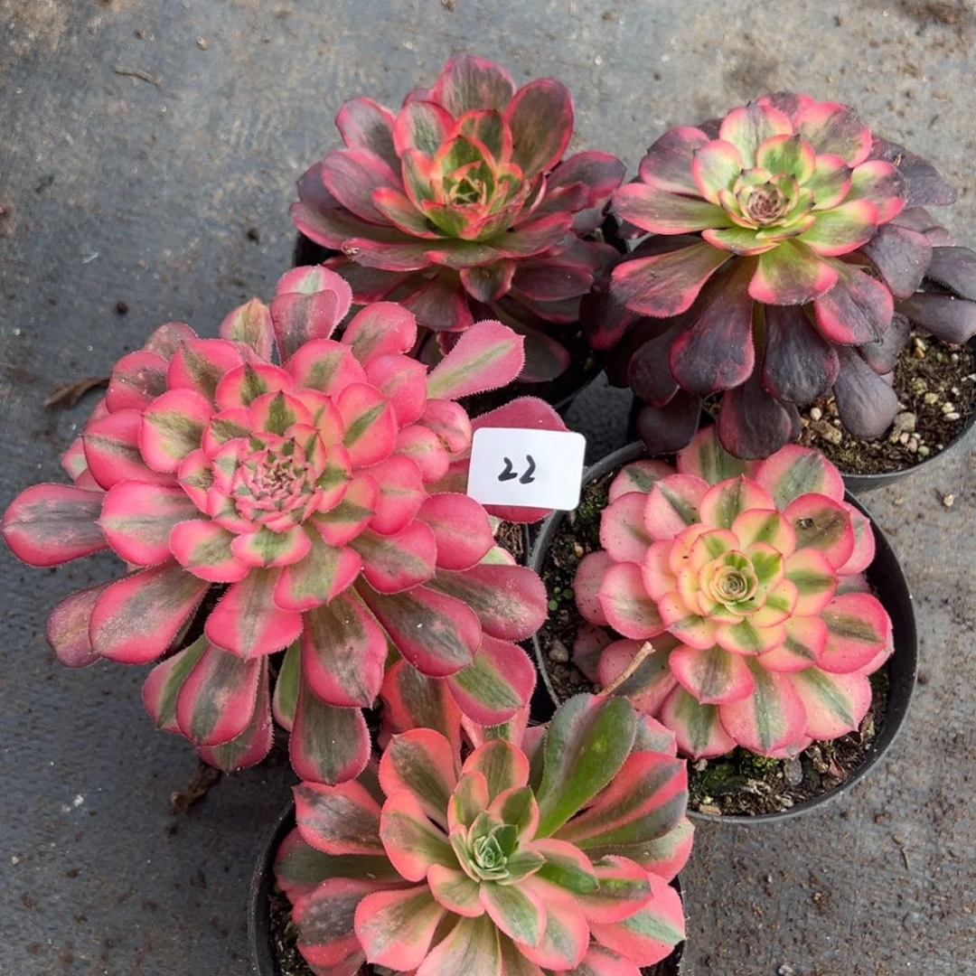 22烟花粉铜倾城纳福女妖9.9