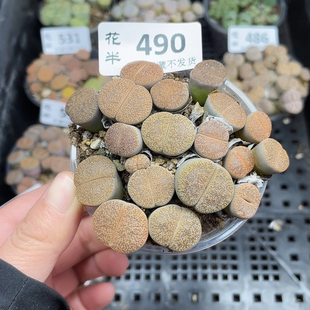 4900000000花花花怀胎啊