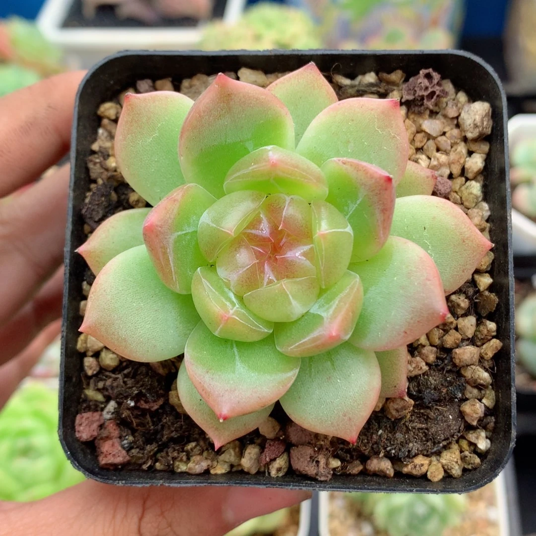 58包邮 群生不包整78