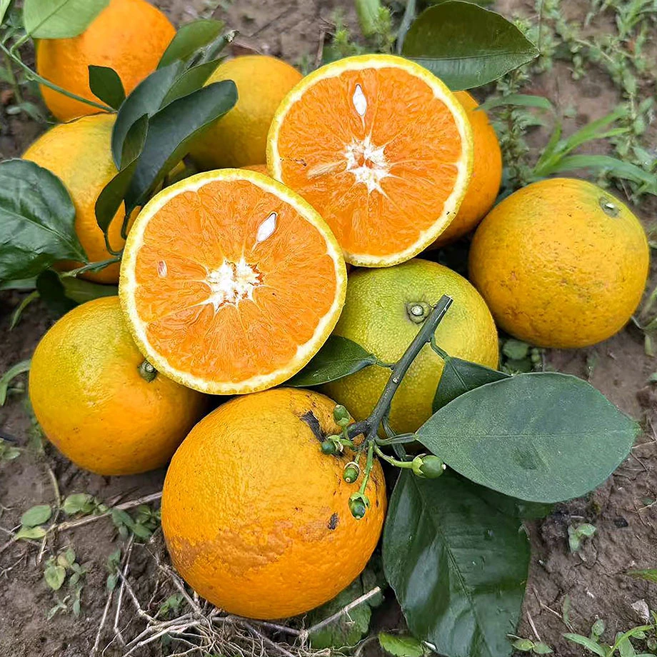 现摘~新鲜橙子湖南永州江永夏橙非伦晚脐橙当季榨汁水果4.5斤/9斤