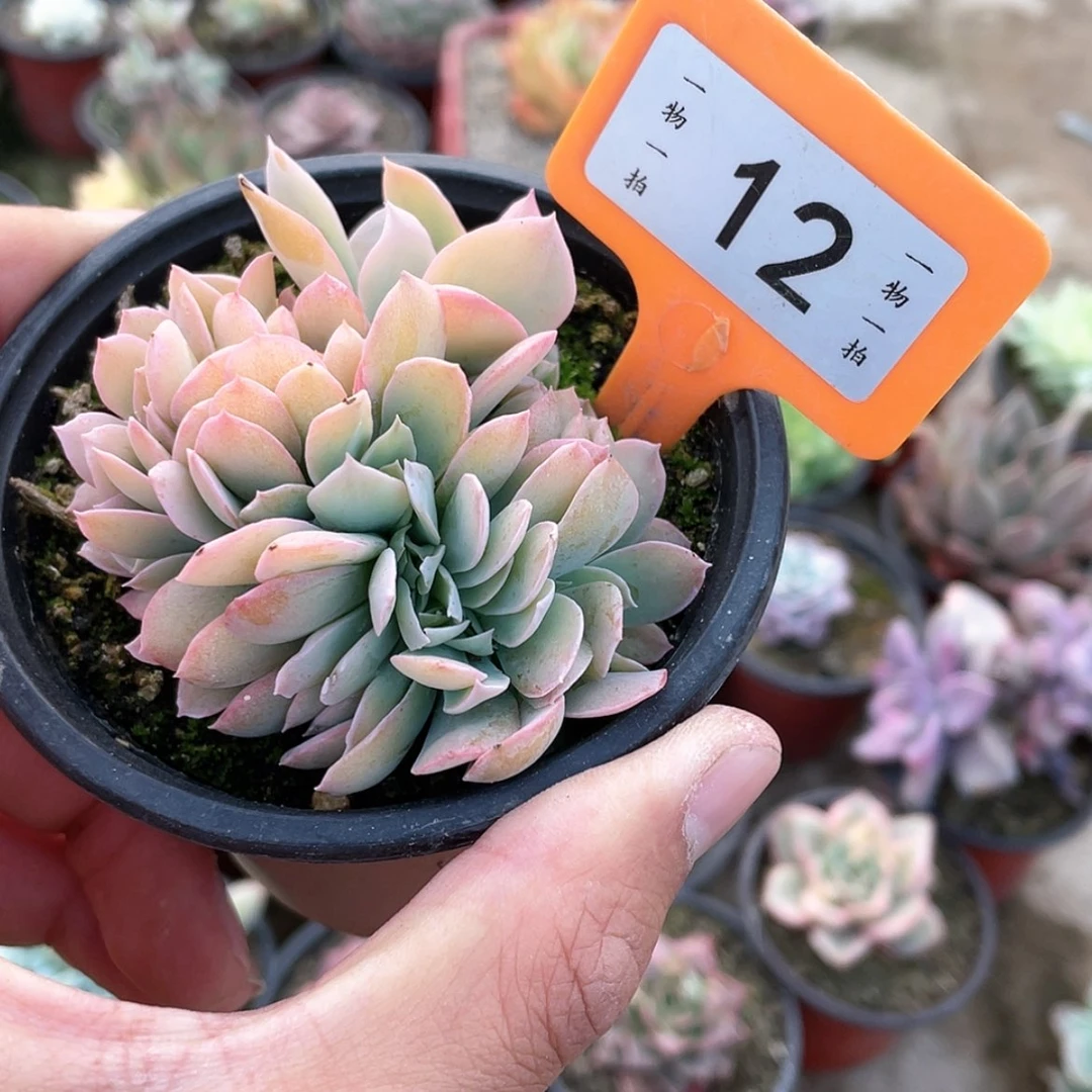 【闪购商品】之*啊12号和