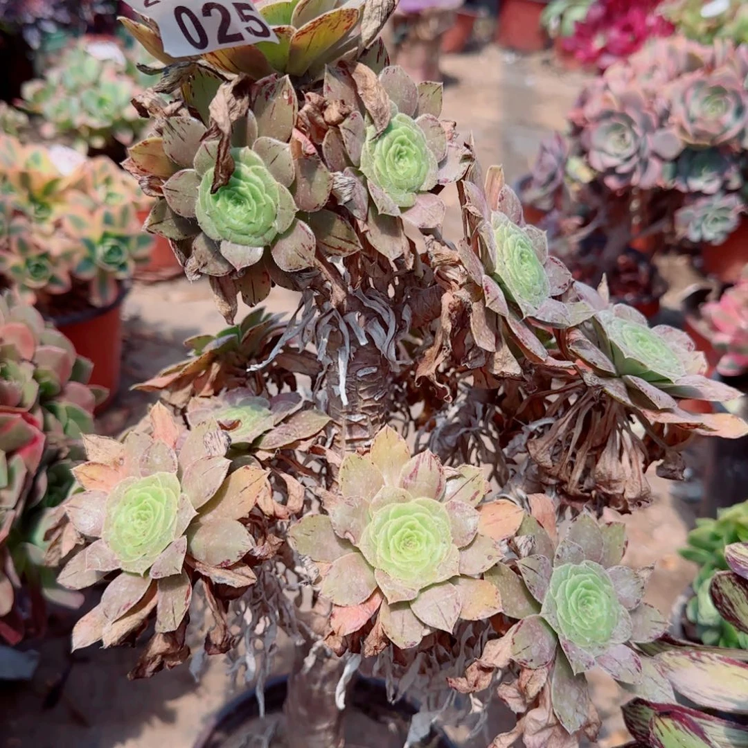 金缕多肉025满20包邮断枝不包