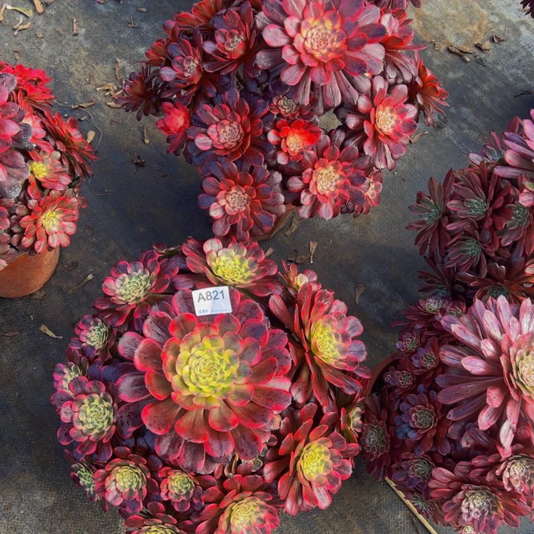 文*i补差价多肉法师，