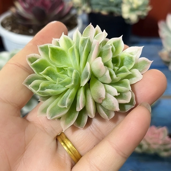 103海琳娜锦双头多肉植物