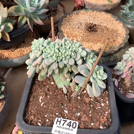 洛神缀化750 亏本处理退款拉黑7-8天发货