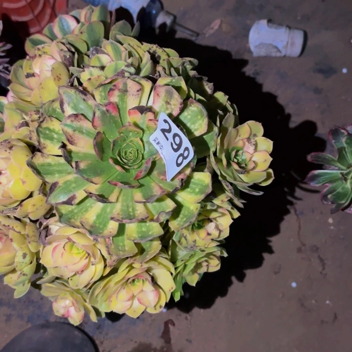 298雨荷多肉植物不售后