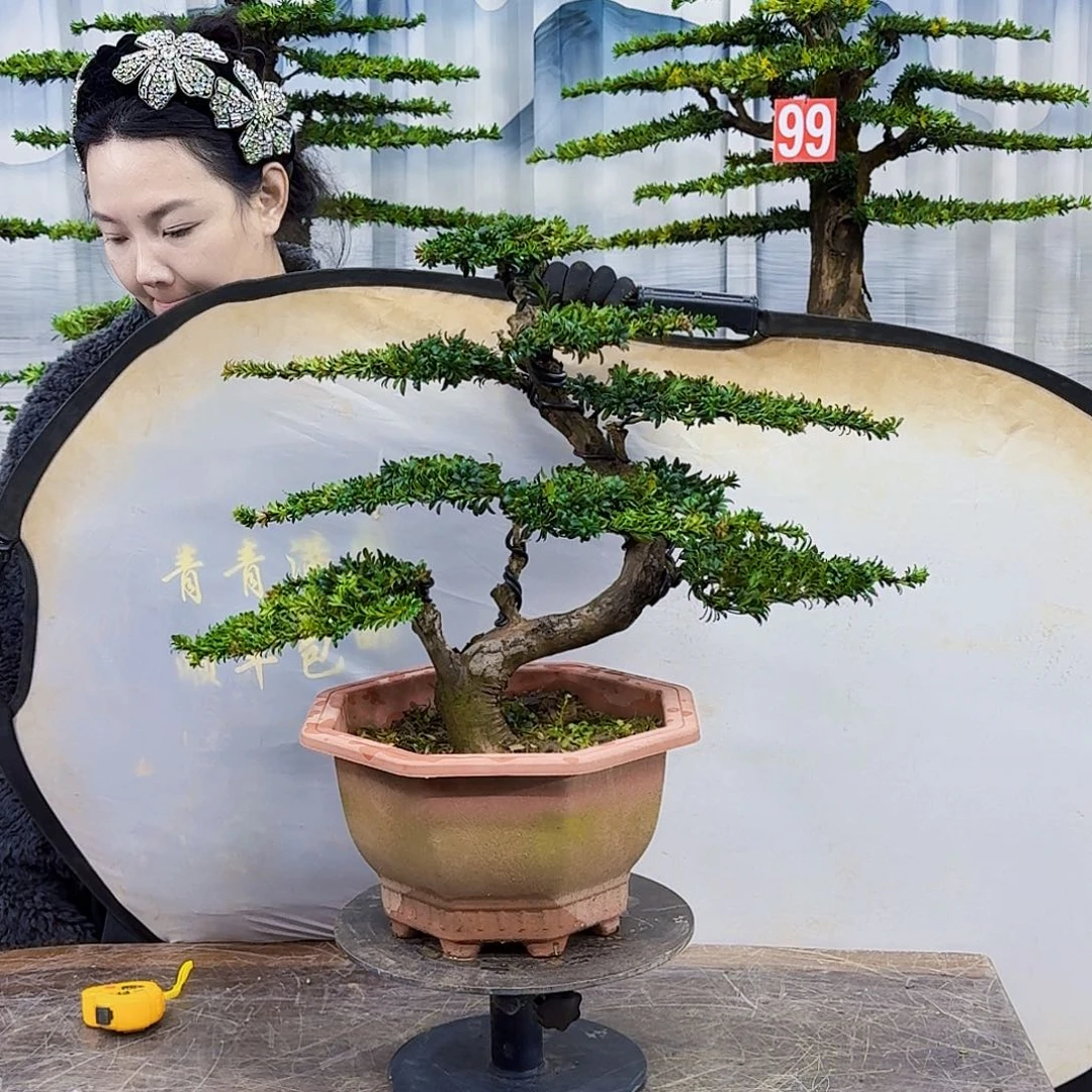 无花朵罗汉松888888888