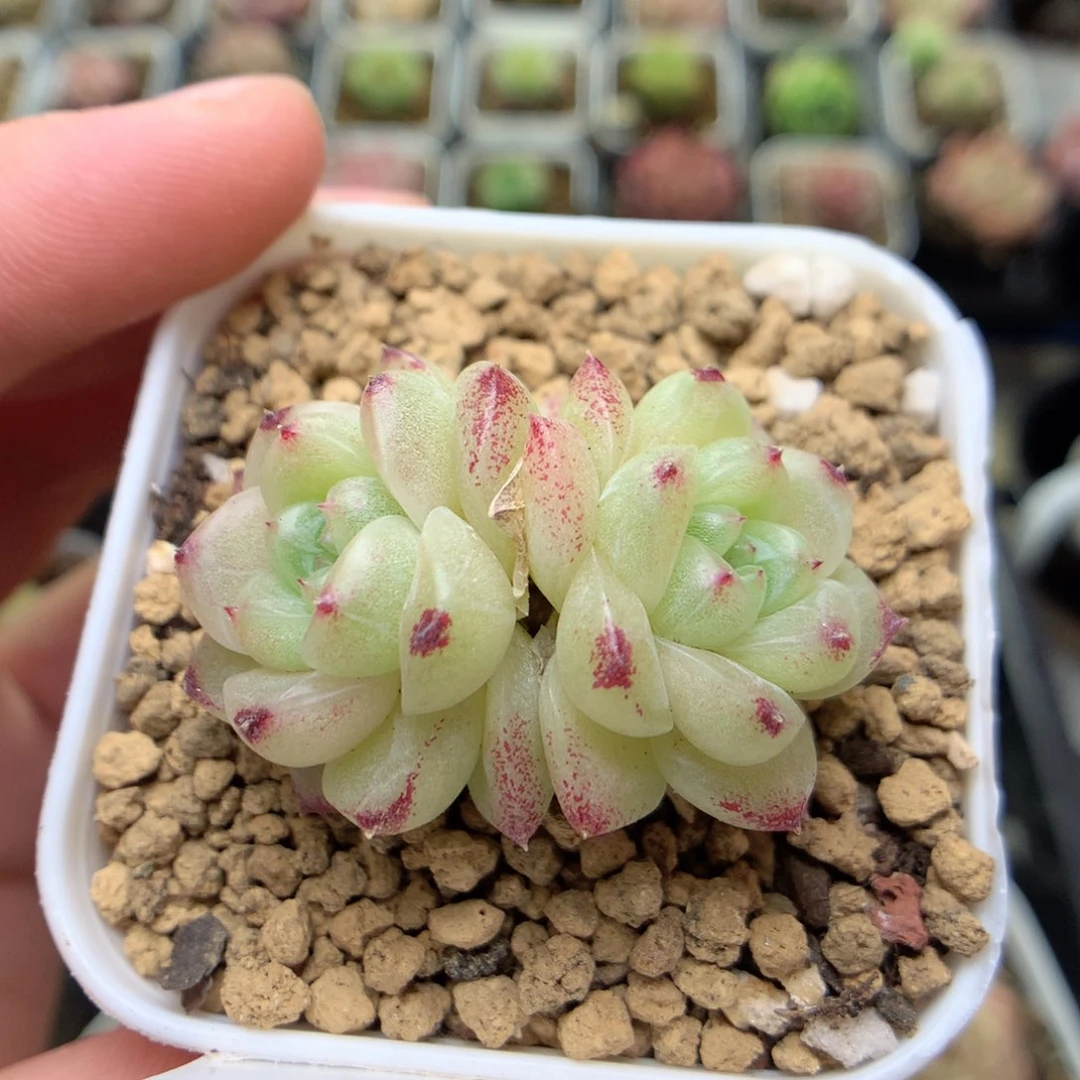 D55定繁编号麦杆M100