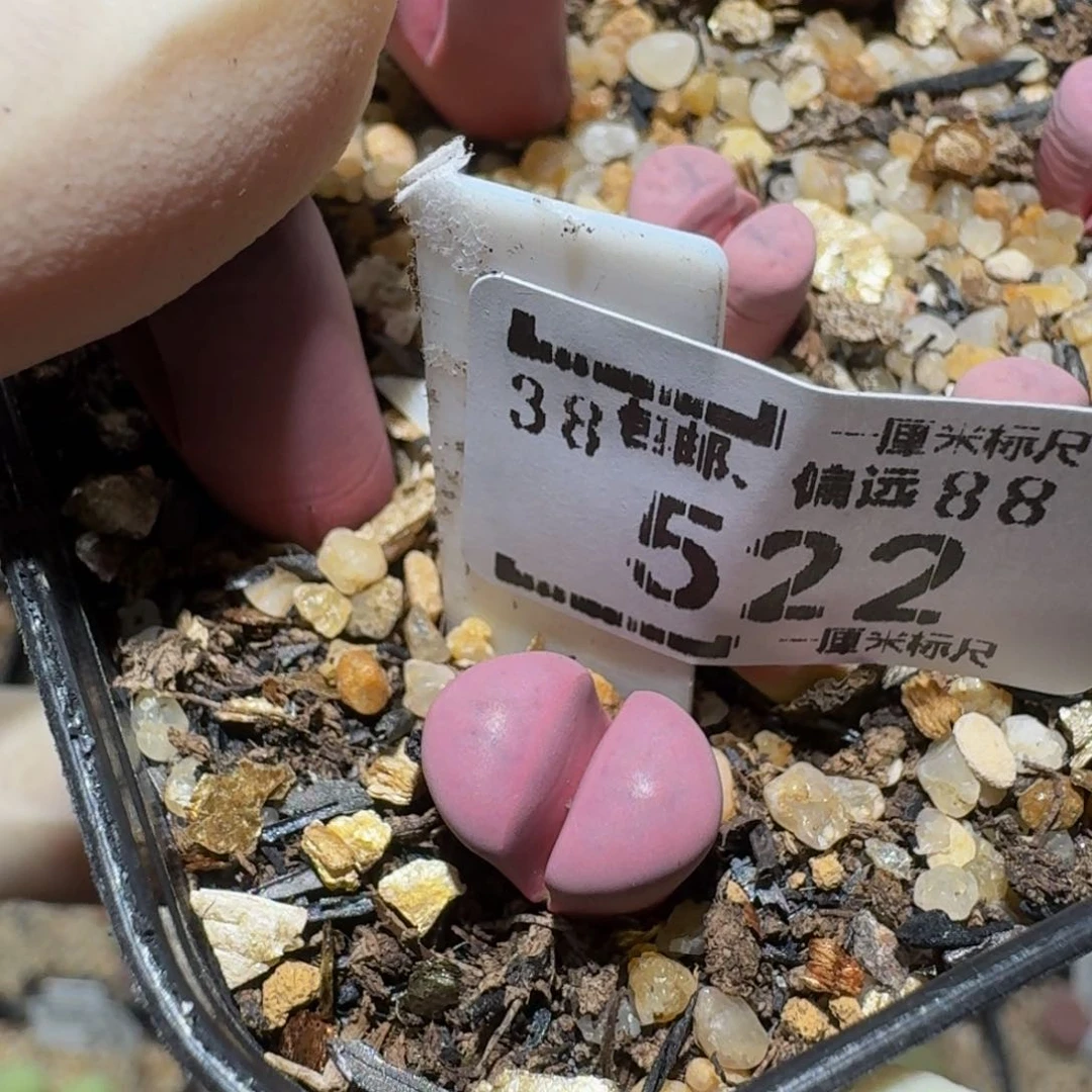 zzzz生石花肉锥522