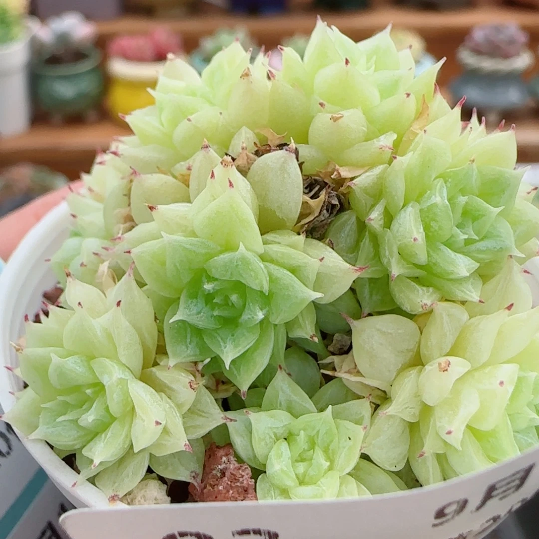 花语逸镜0910-83散