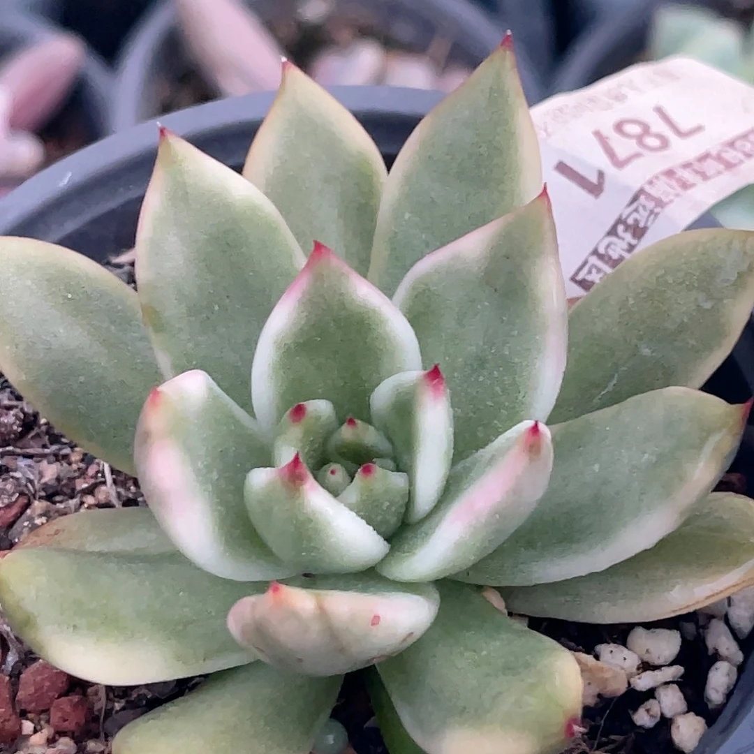 尚品园艺福利锦7871