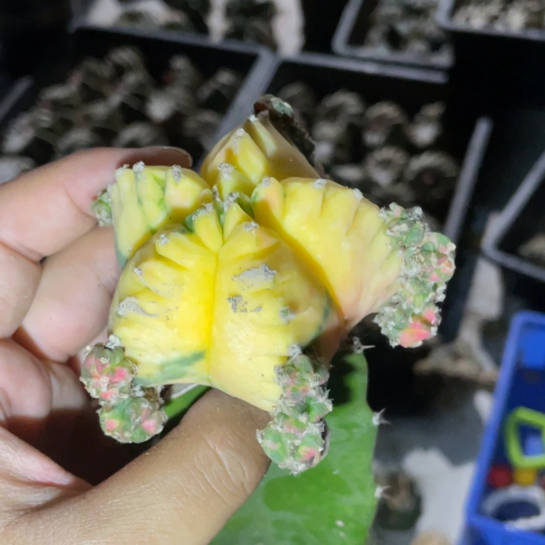 无花朵自根鸾凤玉锦群体