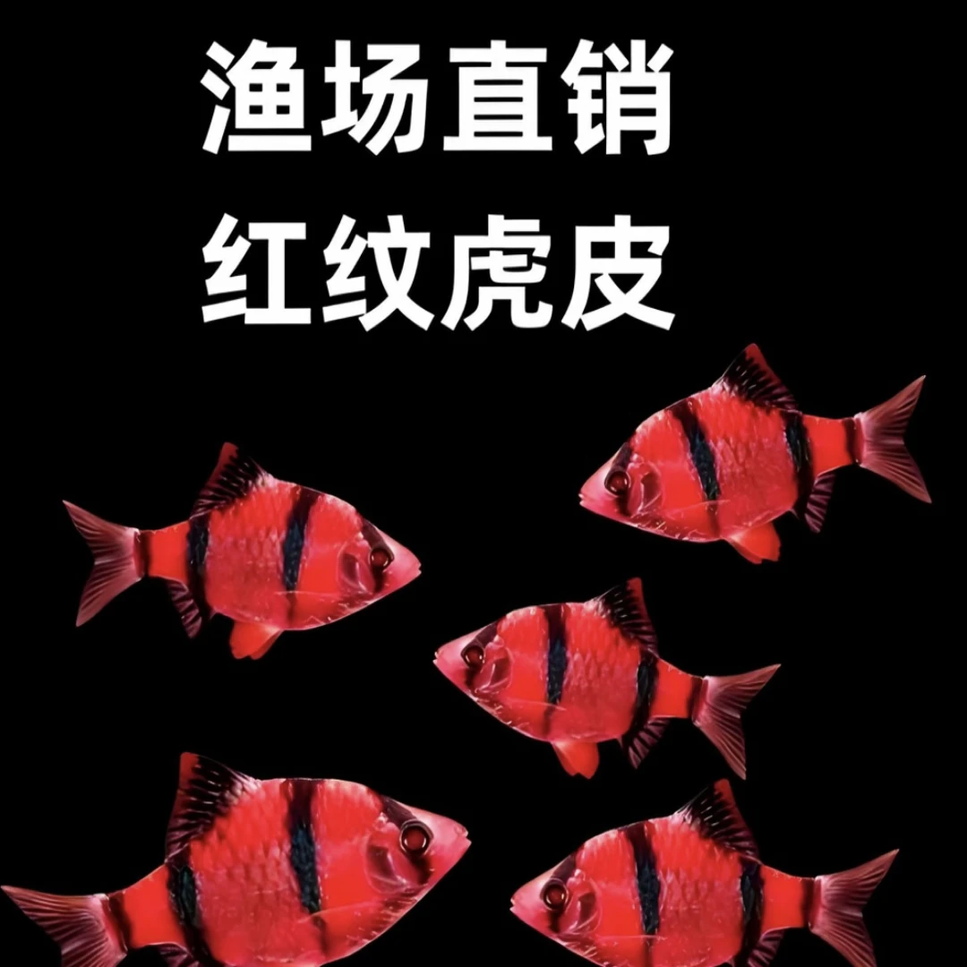 【红旗绿虎皮】小型热带观赏鱼 1-2cm 皮实耐活