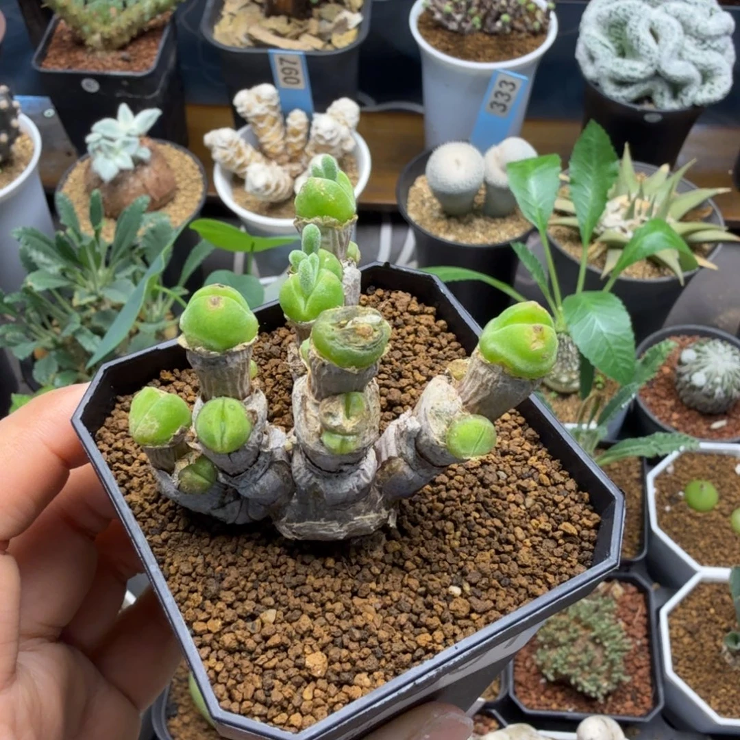 阿****白花碧光环801仙人掌