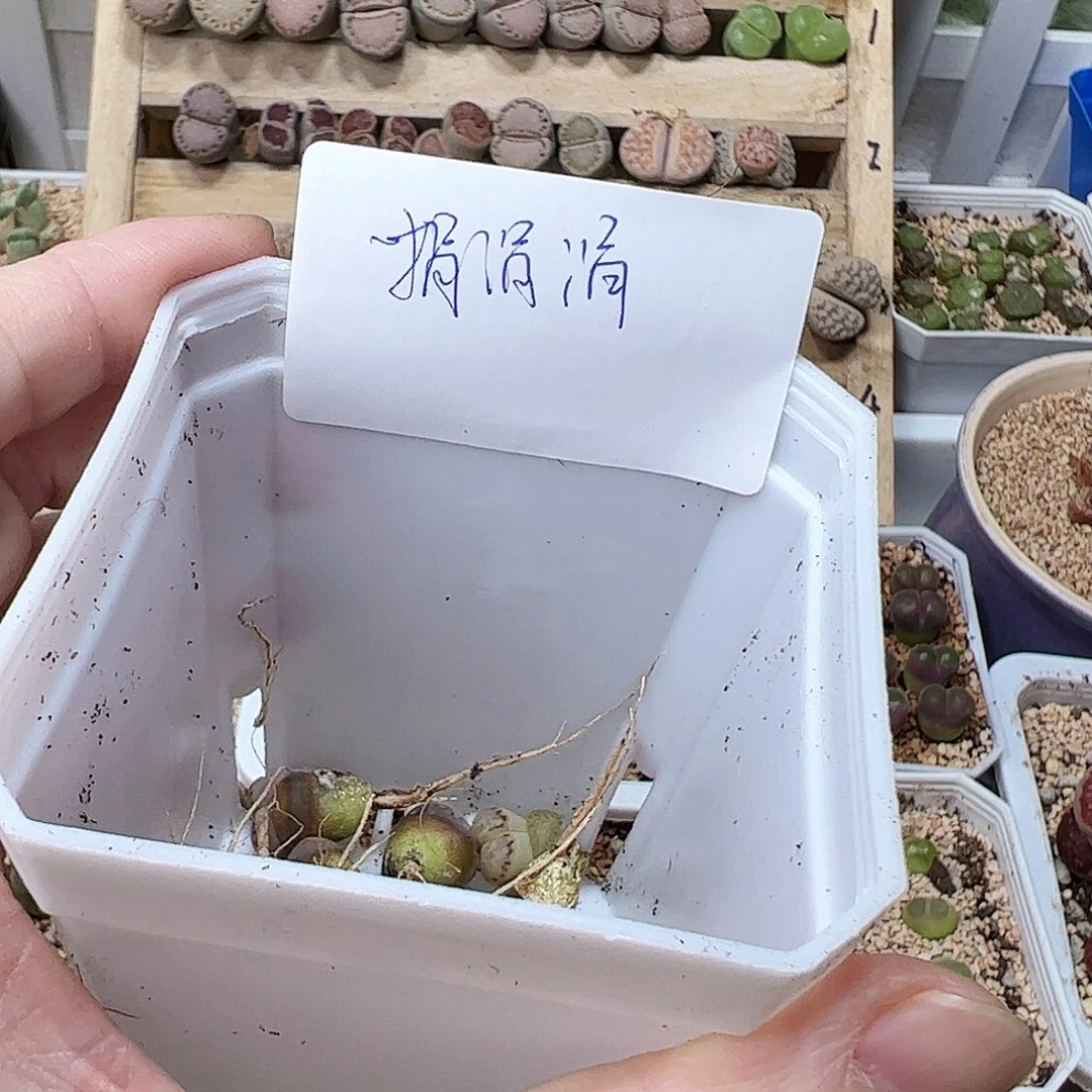 无花朵?***?615003/拿铁多肉植物馆