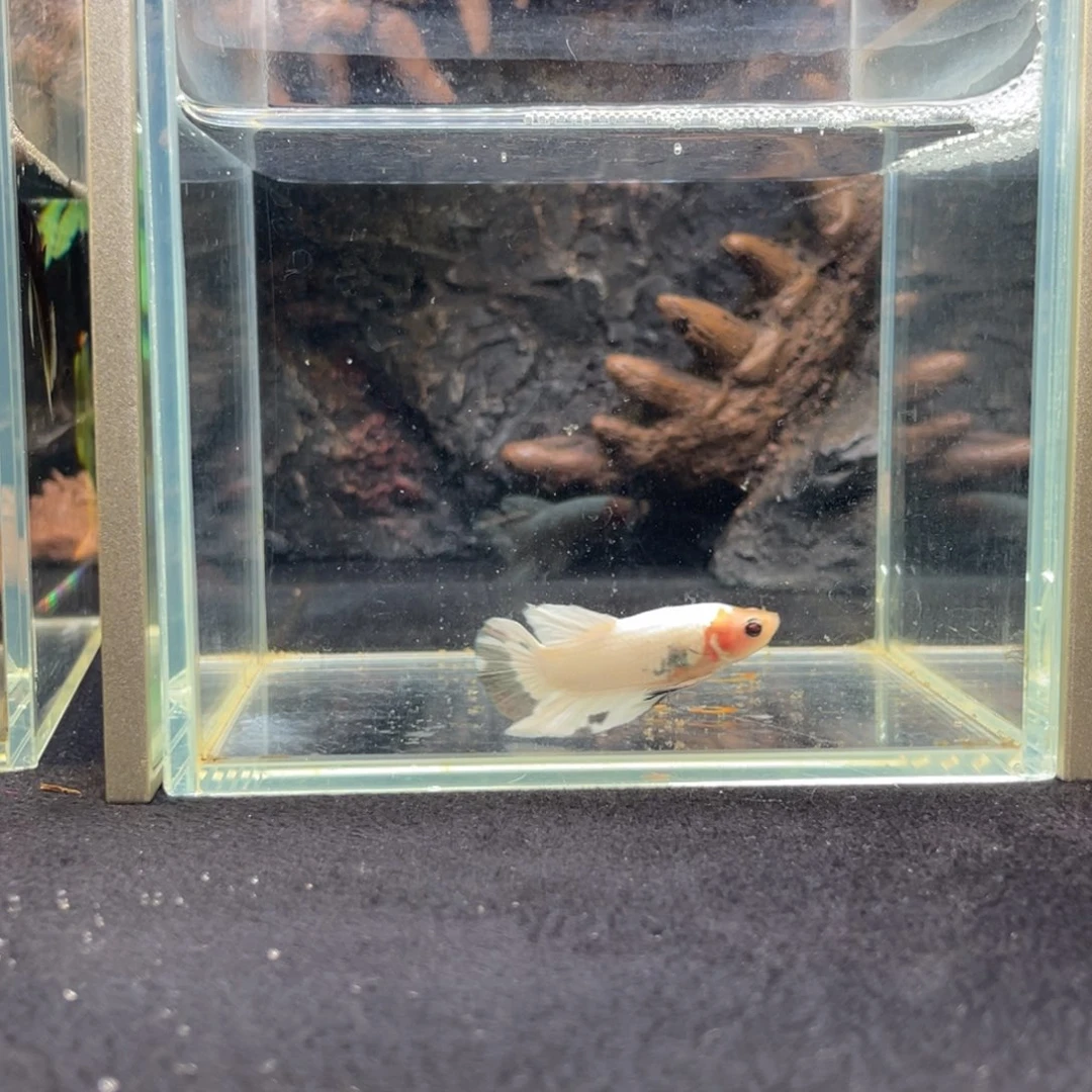 斗鱼十一月二十二日竞价