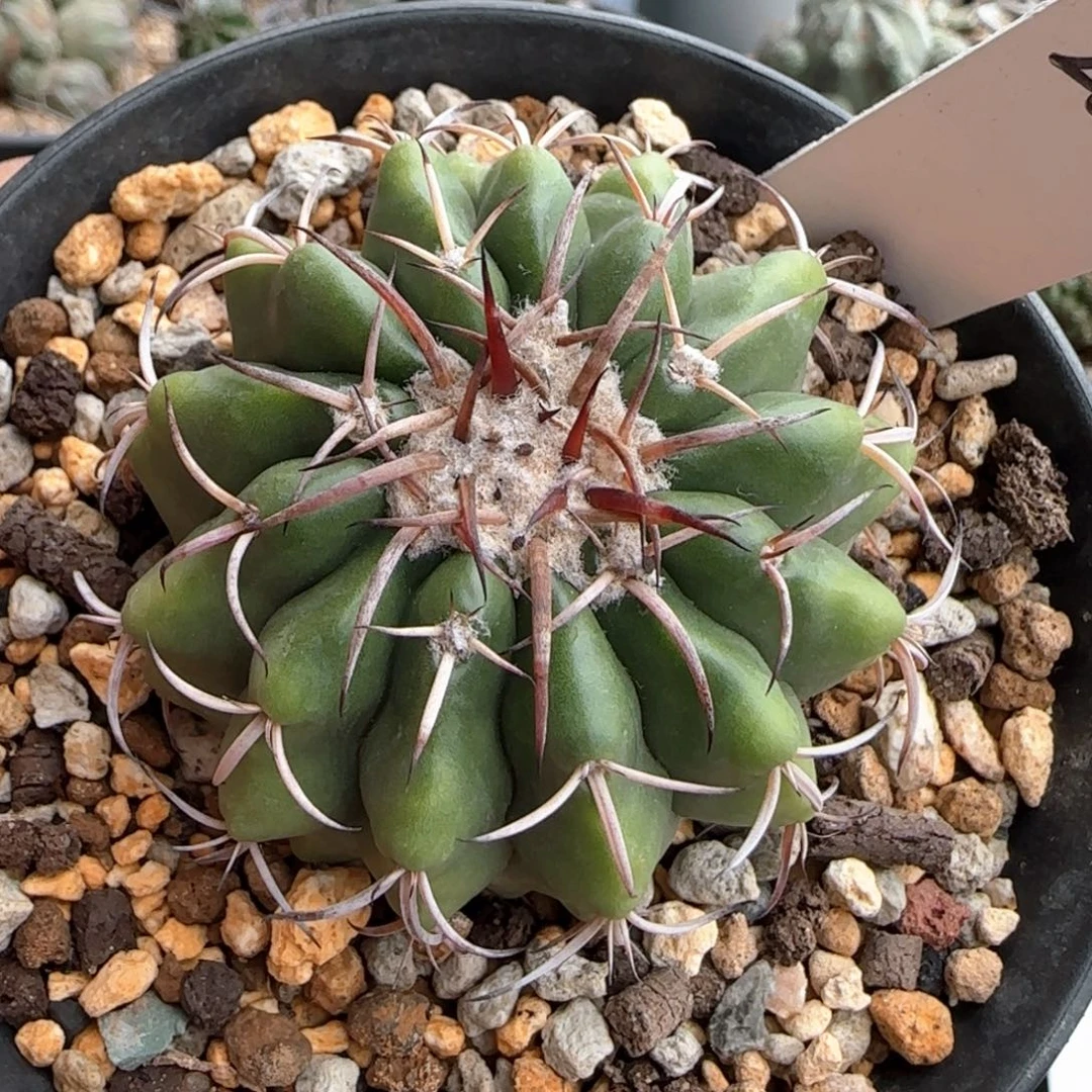 2007脱土发 实生 圆盘玉