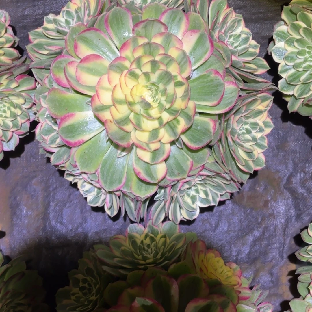 云南多肉植物海鲜