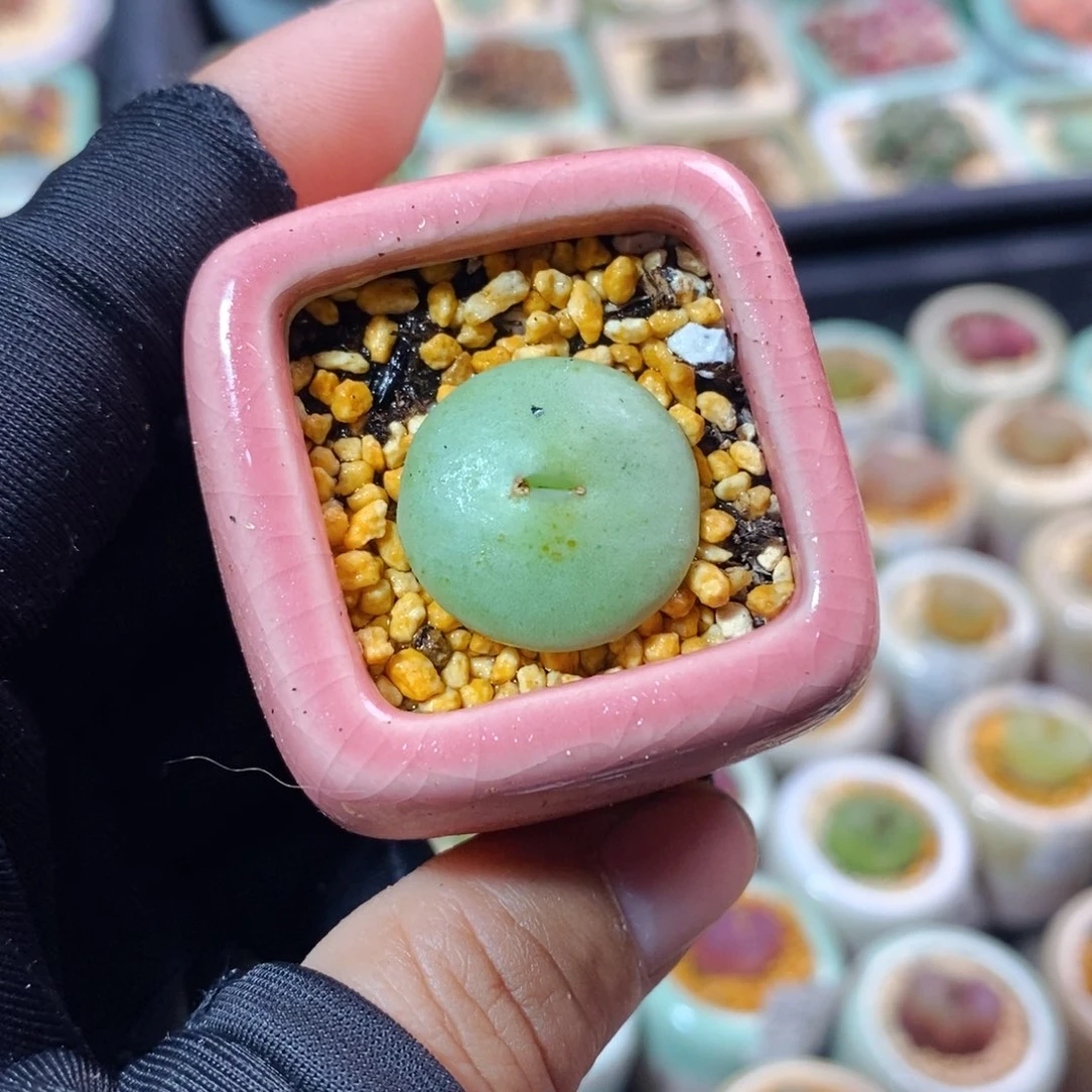 2575--一物一拍 带盆 紫花超级大饼