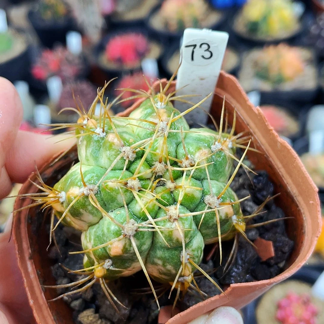 非偏远地区满25包邮仙人球