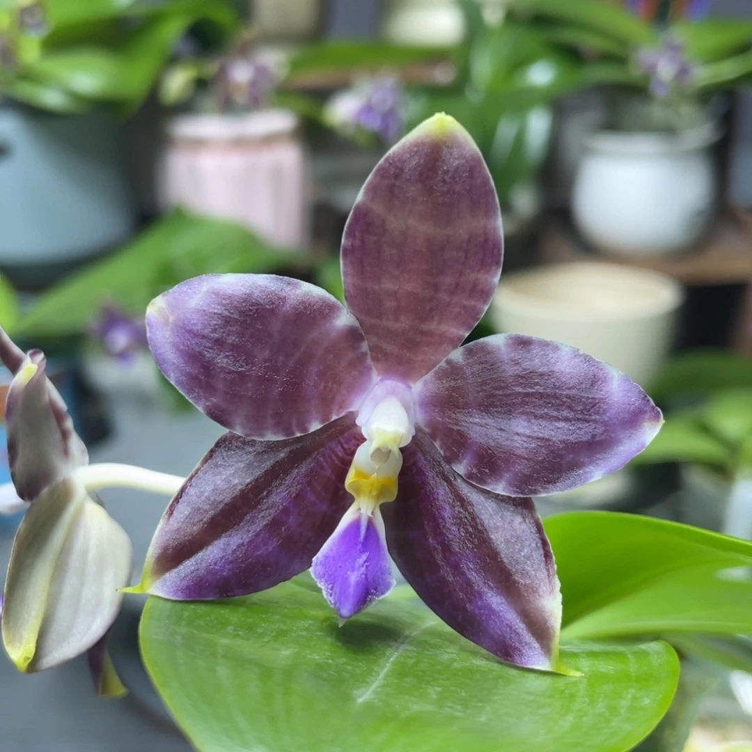 完全开放白虎交蓝豹